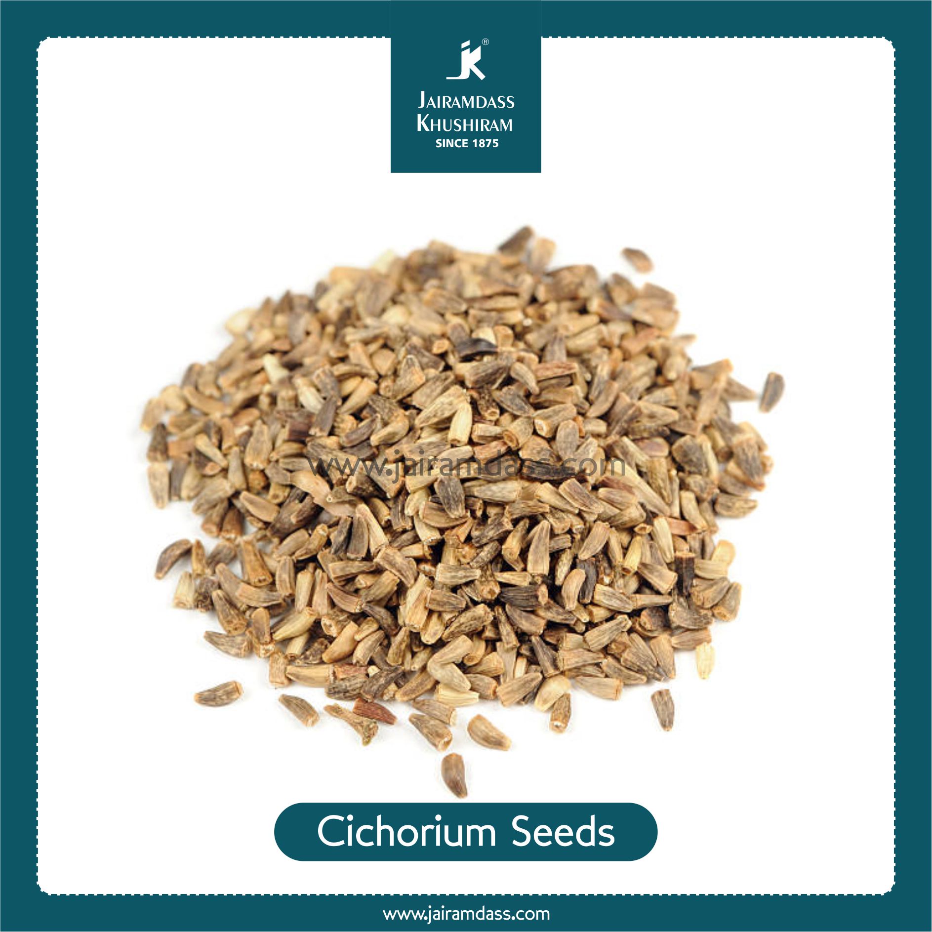 Chicory Seeds