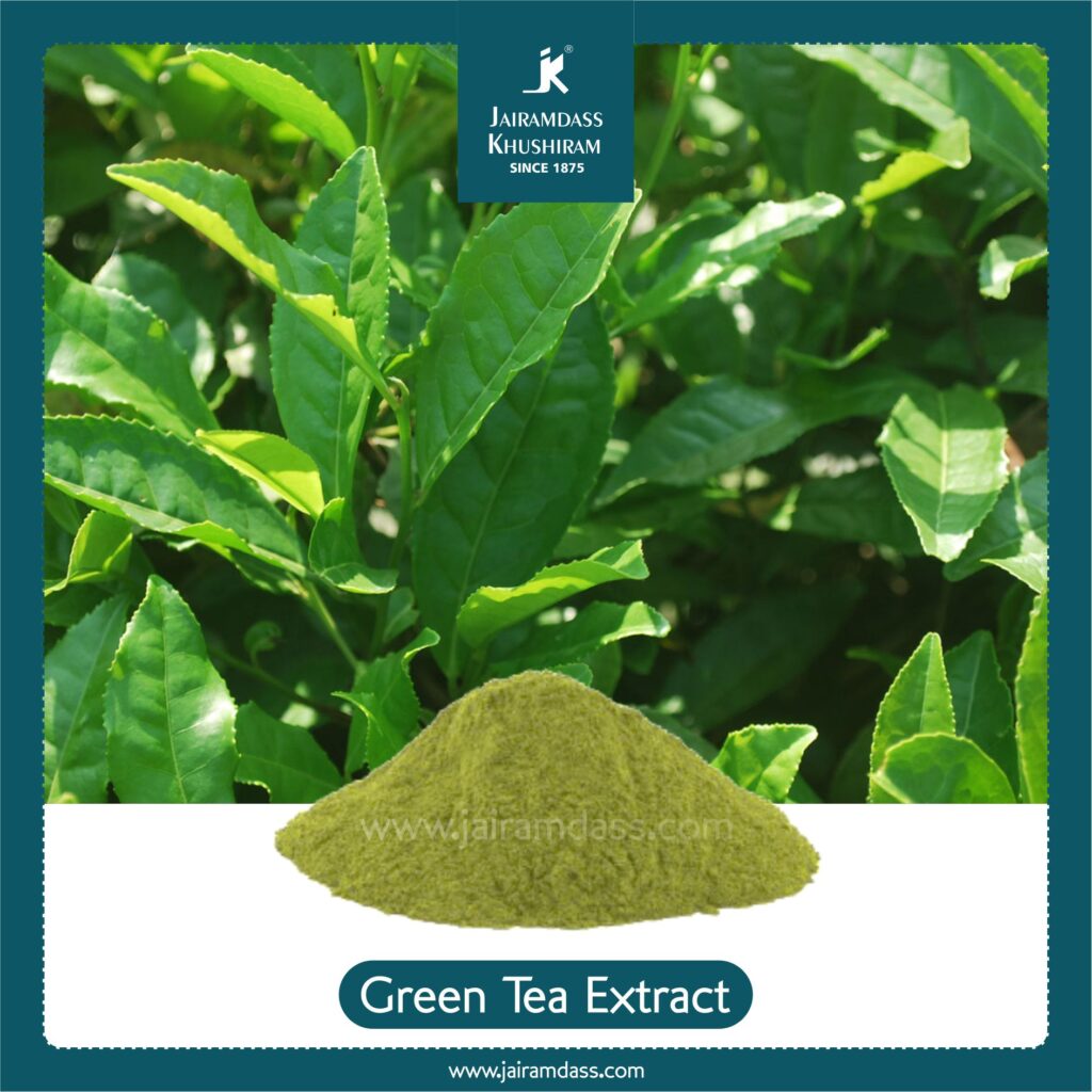 Manufacturer of Camellia Sinensis Extract