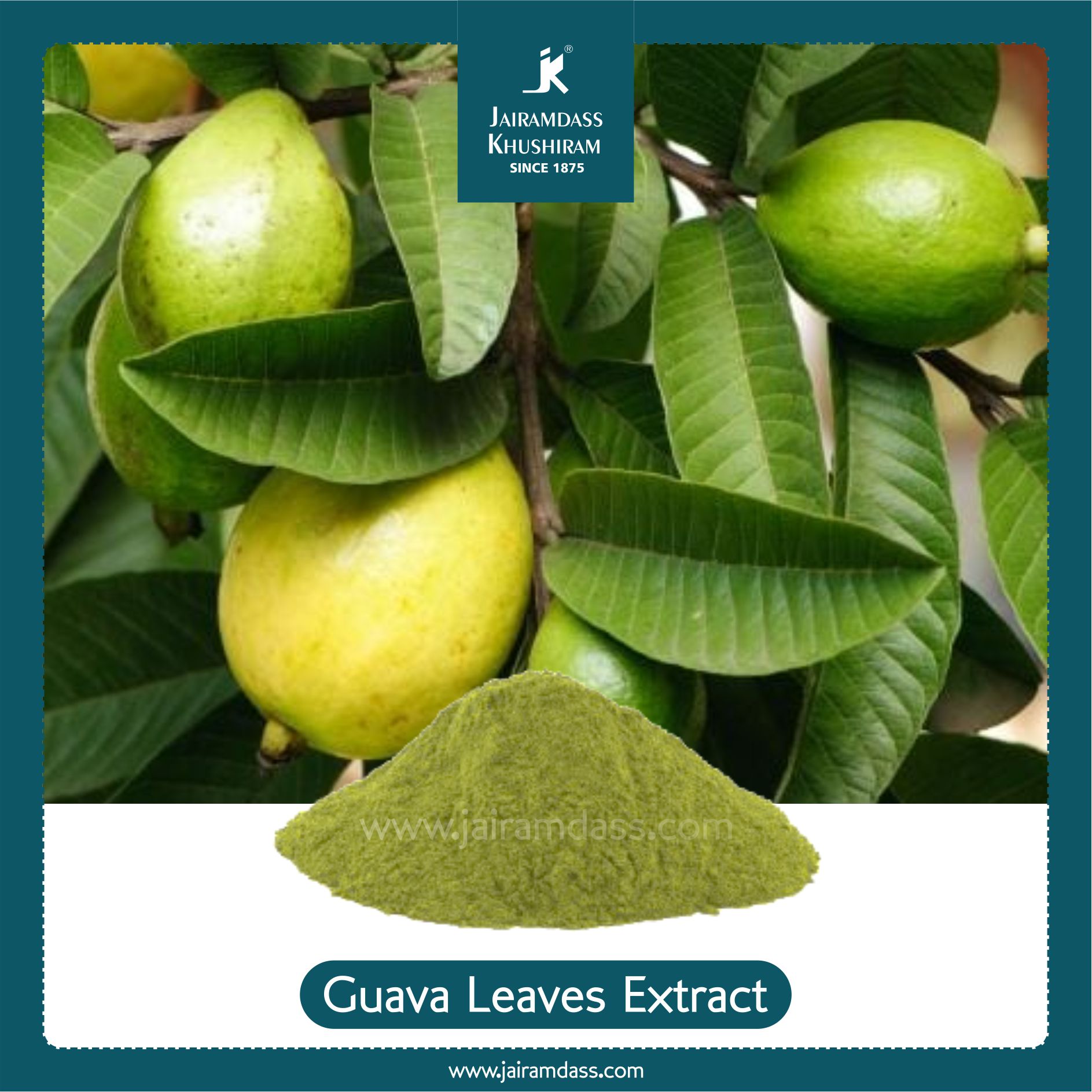 Psidium Guajava (Guava Leaves) Extract