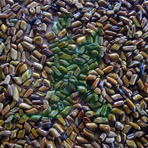 Cassia Tora Seeds