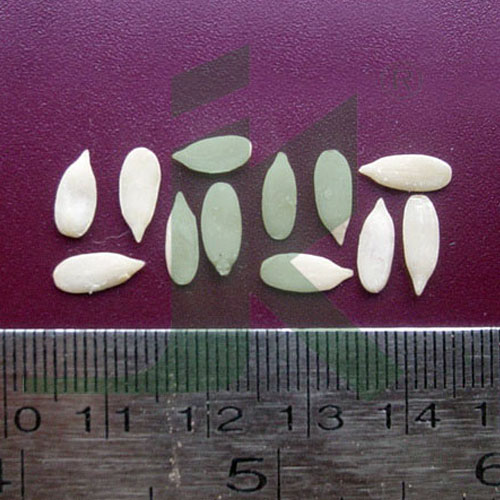 Muskmelon Seeds